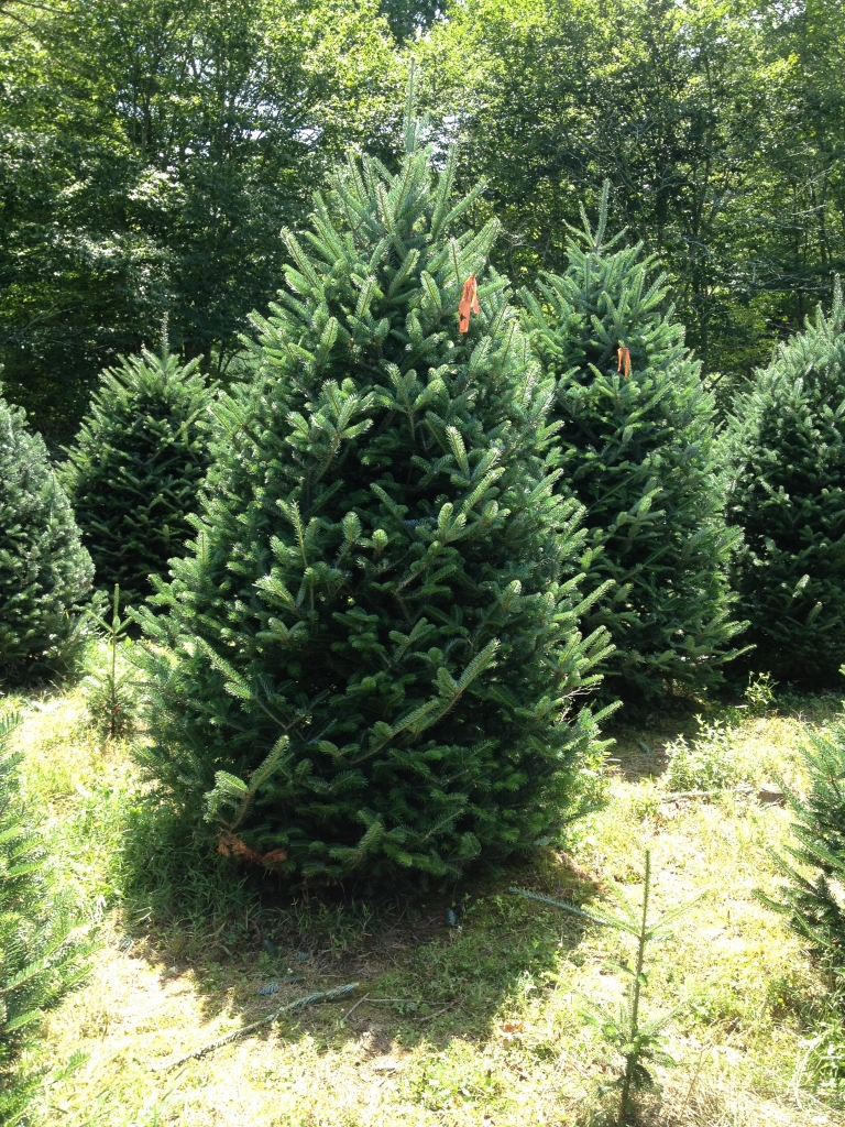 Cartner's Christmas Tree Farm