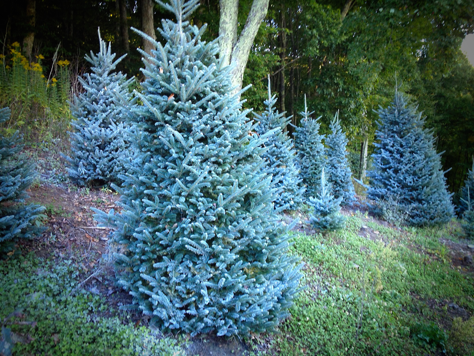 Cartner's Christmas Tree Farm