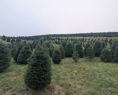 2024 White House tree selection - 071