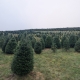 2024 White House tree selection - 071