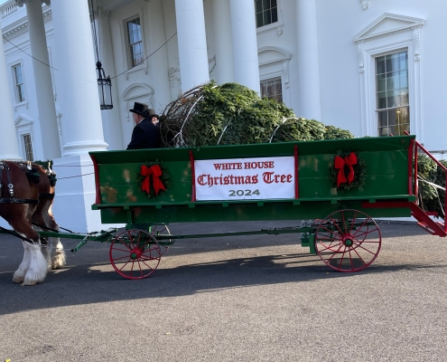 White House Christmas Tree